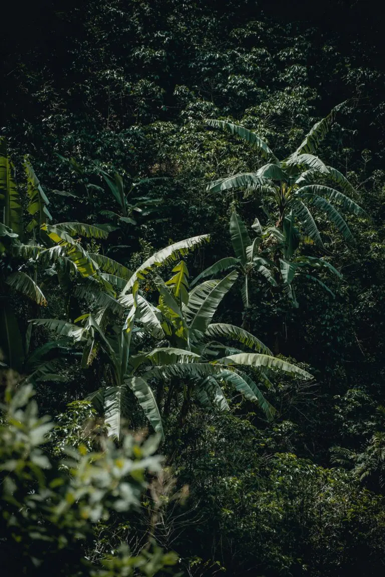 La reunion