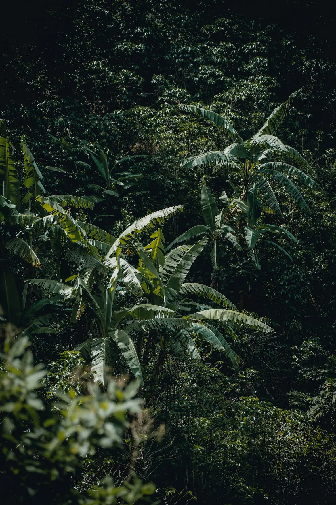 La reunion